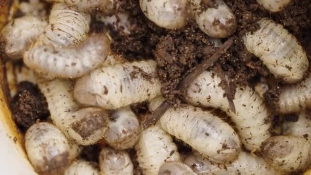 一丛丛栖息在土壤中的蚯蚓的特写镜头 它们丰满的身躯展现了花园中常常看不见的地下生活 — 图库视频影像