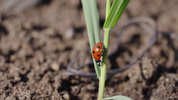 一只鲜红的瓢虫爬上一片草叶 与下面土黄色的土壤形成鲜明对比 这个场景捕捉了自然界的小奇迹 瓢虫爬上草叶 — 图库视频影像