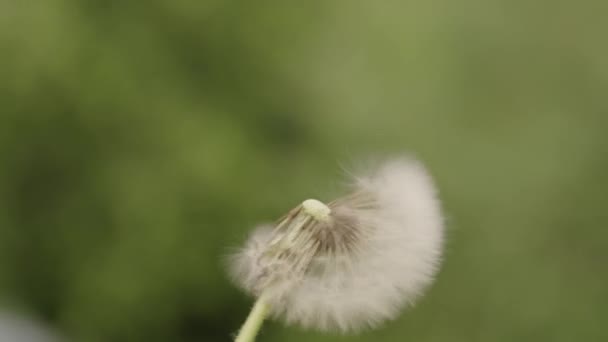 柔らかいフォーカスでキャプチャされた繊細なタンポポの種子の頭 その白い種子は分散する準備ができて ぼやけた緑の背景に設定します 風はタンポポを吹き飛ばし 種子はすべて飛び去る — ストック動画