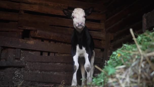 一头年轻的黑白小牛犊好奇地站在一座乡村式的木制谷仓里 以干草为背景凝视着摄像机 小农场里的牛繁育 — 图库视频影像
