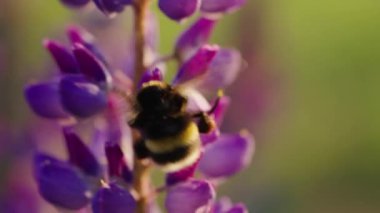 Şişko bir yaban arısı gün batımında mor çiçeklerden nektar ve polen toplar. Böcek bitkileri döllemek ve gün batımından önce bal toplamak için acele ediyor.