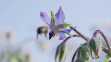 Bir bal arısı, tüylü vücudu polenle kaplı bir borage çiçeğinden nektar toplar. Güneş ışığı çiçeğin narin renklerini güçlendirir ve arılar da karmaşık kanatlarını. Borage Çiçeğindeki Arı