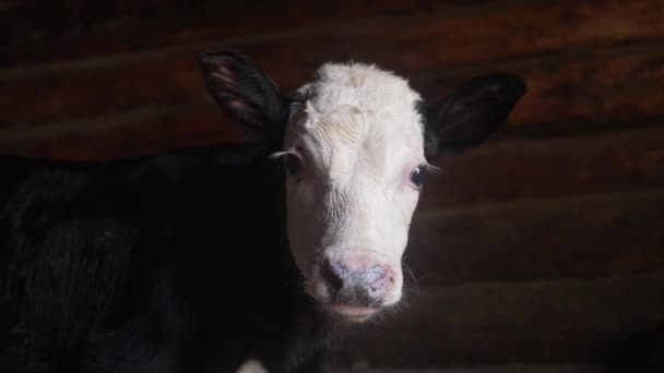 Bir Çiftlikte Kameraya Bakan Beyaz Kafalı Genç Bir Boğa Portresi — Stok video