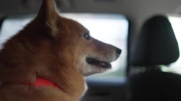 Pies Jadący Samochodem Patrzący Przemyślnie Przez Okno Portret Bliska Wycieczka — Wideo stockowe