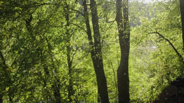 Enorm Svärm Mygginsekter Flyger Luften Skogens Snår Träd Som Lyses — Stockvideo