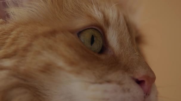 Egy Kézzel Simogat Egy Vörös Macskát Makró Lövéssel Háziállatok Szeretete — Stock videók