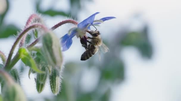 Μέλισσα Συλλέγει Νέκταρ Και Γονιμοποιεί Ένα Μπλε Λουλούδι Αργή Κίνηση — Αρχείο Βίντεο