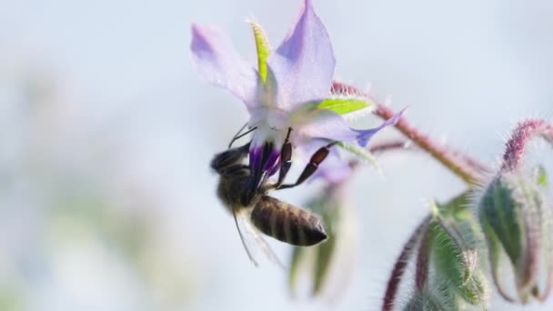 Pszczoła Miodna Zanurza Się Akcie Zapylania Delikatny Niebieski Kwiat Jego — Wideo stockowe