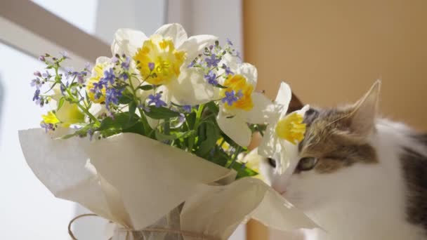 Egy Fehér Macska Nárciszos Csokrot Szimatol Ház Ablakában Szőrös Háziállat — Stock videók