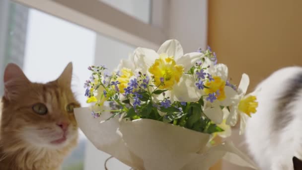 Dwa Ciekawe Koty Węszą Bukiet Żonkili Stole Przy Oknie Balkonie — Wideo stockowe