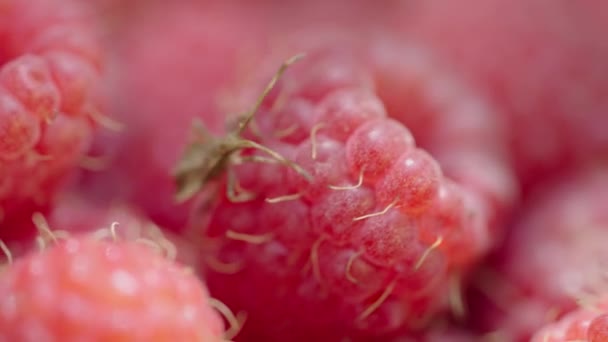 Bau Bug Menavigasi Permukaan Tekstur Raspberry Merah Bersemangat Kontras Antara — Stok Video