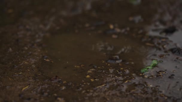 Yağmur Damlaları Yavaş Çekimde Bir Birikintisine Düşer Hüzün Yansıma Için — Stok video