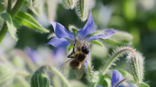 Пчела Собирает Нетар Голубого Цветка Макро Кадры Замедленной Съемке Насекомое — стоковое видео