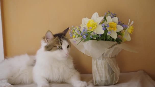 一个女人的手把一束春花放在一只猫旁边 一只家猫嗅着花 宠物主人抚摸着他的头 一只毛茸茸的白色棕色的猫躺在一束清泉旁边 — 图库视频影像