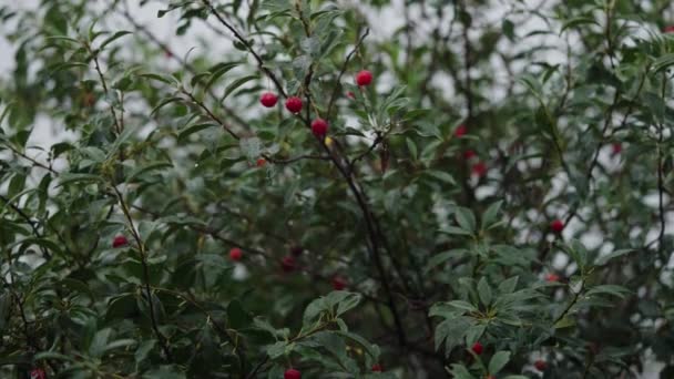 桜の果樹園の夏のダウンパワー 雨は緑の葉と熟した果実のゆっくりとした動きで落ちる — ストック動画