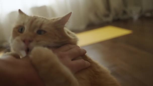 愤怒的姜猫在家里攻击一个人的手并咬它 在家里和宠物玩耍 这只猫表现出攻击性 — 图库视频影像