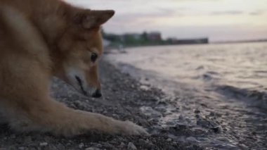 Kırmızı, iri yapılı bir köpek gün batımında nehir kenarında ölü bir balığı yemeye çalışır. Hayvan sahibi köpeği su kenarından tasmasından çeker.