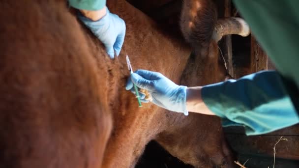 保護ゴム手袋の獣医師は 炭疽菌 クローズアップ手に対して首の牛を接種します 牛の病気の予防 危険な感染症の広がりの防止 — ストック動画