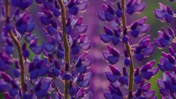 Close Flores Lupinas Roxas Vibrantes Contra Fundo Foco Suave Panorama — Vídeo de Stock