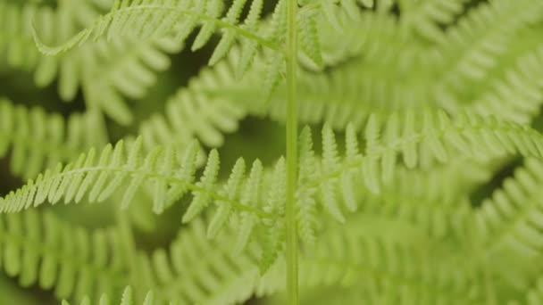 Panorama Mladého Zeleného Kapradinového Listu Lese Klidná Lesní Krajina Jaře — Stock video
