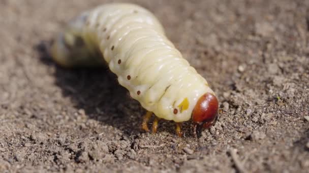 Close Pale Segmented Larva Distinct Brown Head Small Legs Navigating — Stock Video