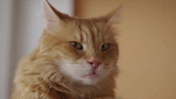 Портрет Домашней Красной Кошки Распухшими Губами Крупным Планом Лежащей Окна — стоковое видео