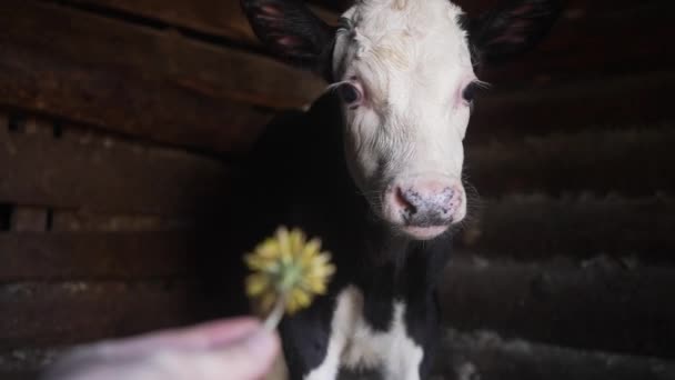 农场里的一头好奇的小牛犊嗅到了男人手中的一朵黄色的花 在农场饲养牲畜 人道的畜牧业 — 图库视频影像