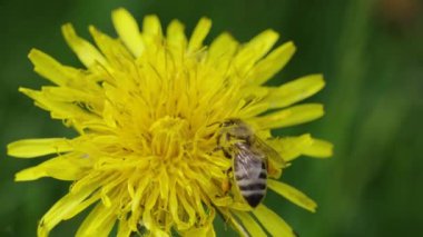 Bir bal arısı, yeşil doğal arkaplanı olan bir karahindibanın canlı sarı yaprakları üzerinde özenle polen topluyor. Bir böcek bahar çiçeklerini döller.