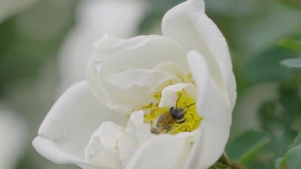 Bee Collects Nectar Pollen Wild Rose Flower Macro Shot Slow — Stock Video