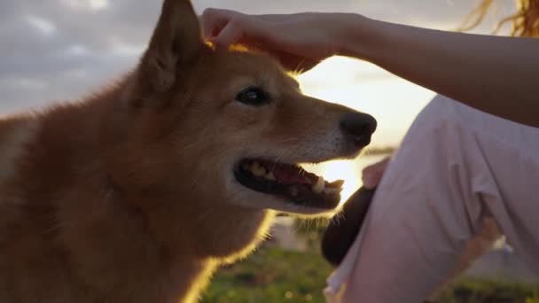 ウォーマンスは ゆっくりとした動きで歩いている間に夕日を背景に幸せな赤い犬を手で打ちます 女性は彼女のペットを愛し 彼女の耳を愛で引っ張る — ストック動画