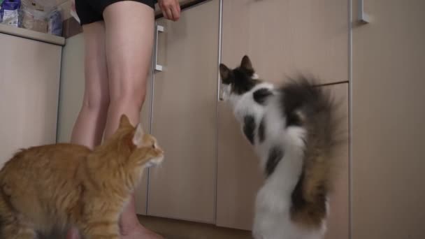 Dwa Głodne Koty Błagają Swojego Właściciela Mięso Stojąc Tylnych Nogach — Wideo stockowe
