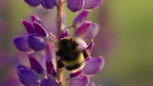 Büyük Yaban Arısı Bir Yaz Akşamı Gün Batımında Lupin Çiçeklerinden — Stok video