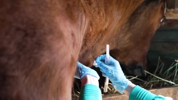 兽医从奶牛脖子上取出血液 在试管中进行分析 双手戴着橡胶手套进行近距离检查 血液生化组成研究与传染病检测 — 图库视频影像