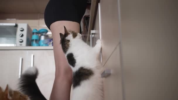Házi Macskák Könyörögnek Egy Élvezet Hostess Konyhában Miközben Vacsorát Készít — Stock videók