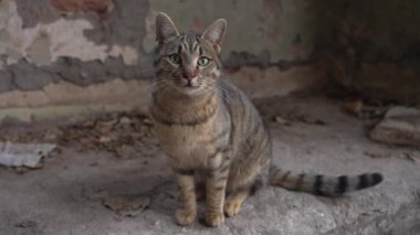 Evsiz bir sokak kedisinin portresi harabelerin arka planına bakıyor. Başıboş hayvanlara yardım ediyorum..