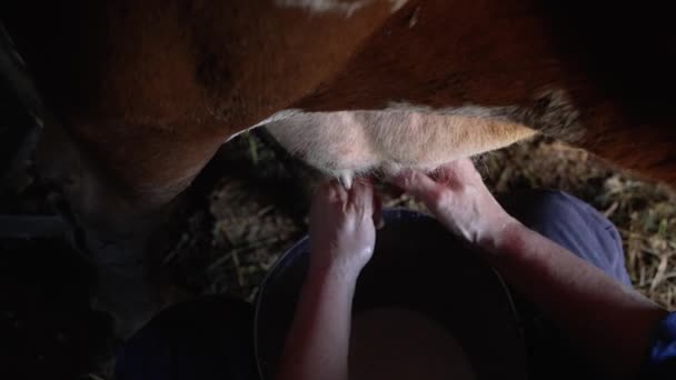 Nahaufnahme Von Händen Die Eine Kuh Gekonnt Melken Und Die — Stockvideo