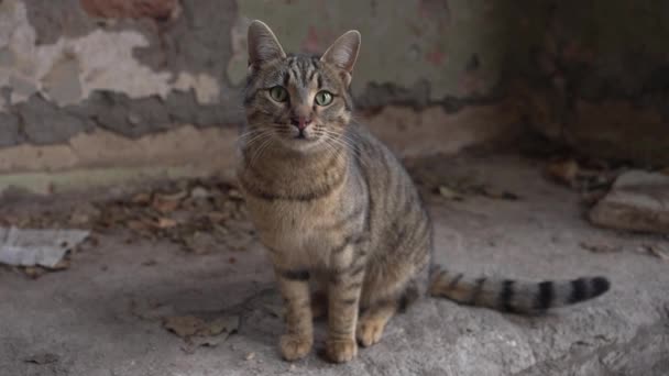 Retrato Gato Vagabundo Callejero Mira Alrededor Sobre Fondo Ruinas Ayudar — Vídeo de stock