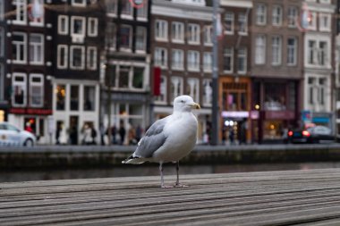 Bir martı, arka planda bulanık Amsterdam kanal evleri bulunan bir şehir rıhtımının ahşap tahtalarında güvenle duruyor. Şehir Kanalında Martı Pozisyonu