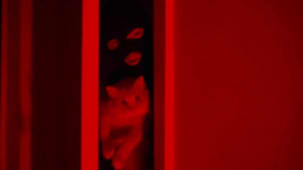 一个戴着黑色面具的小偷躲在门后躲避警察 明亮的闪光的灯塔闪烁着蓝光和红光照亮了房间 偷走了猫 攻击者偷走宠物 — 图库视频影像
