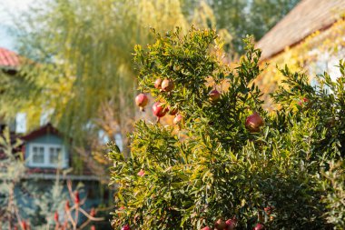 Olgun narlar yemyeşil bir ağacı süslüyor, canlı bir sonbahar bahçesinde dikiliyor ve arka planda tuhaf bir ev var. Mevsimin meyveleri sergileniyor. Sonbahar Bahçesinde Nar Ağacı