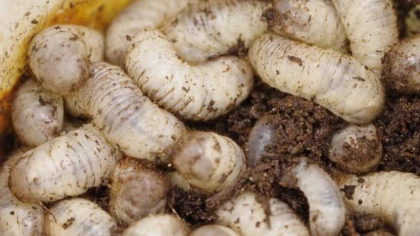 土壤中甲壳类幼体的特写 地下灌丛 青铜甲虫或金丝雀的许多厚厚的幼虫在腐殖质中搅拌着 — 图库视频影像
