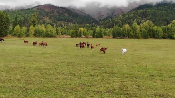 秋天的草场上 成群的马在草场上吃草 战战兢兢的马开始穿过田野 — 图库视频影像