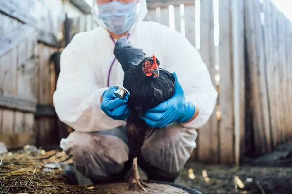 A veterinarian in a protective suit checks the chickens breathing with a stethoscope, protection against avian flu. Veterinarian holds a chicken, gently examining its health in a sunlit barn.