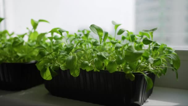 Arugula Mikrozöldségek Szárított Levelei Nedvességgel Telítettek Ablakpárkányon Lévő Edényben Emelkednek — Stock videók