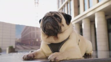 İngiliz bulldog caddedeki bir binanın avlusunda mermer bir levhada yatıyor. Saf köpek tasmalı ve tasmalı. Yürüyüş yorgunluğundan dinleniyor.