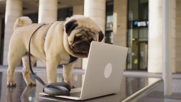 Милий Мопс Собака Язанні Стоїть Перед Відкритим Ноутбуком Лавці Бізнес Відеокліп