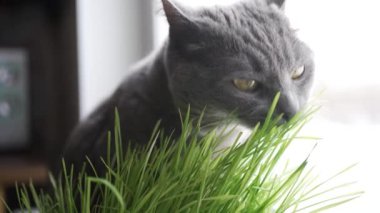 Neşeli bir griye yakın çekim sarı gözlü İngiliz kedisi, güneş ışığı altındaki bir odada canlı yeşil otları yalıyor, evcil kedileri ilginç doğa ve sağlık davranışlarını yakalıyor. Kedi yer.