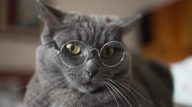 Yuvarlak Gözlüklü Gri Kedi, Düşünceli bir şekilde yan tarafa bakıyor. İngiliz kedisi pençesiyle gözlüğünü çıkarır ve yataktan atlar..