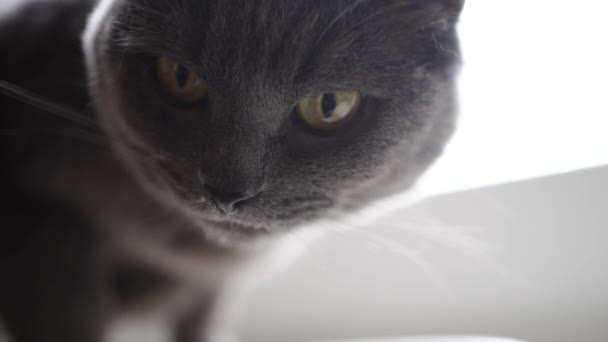 灰英国猫舔和吃一碗特写 一只家养的小猫喜欢吃美味的食物 并小心地用舌头舔她的嘴 — 图库视频影像
