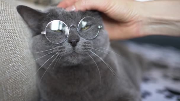 女性は眼鏡でイギリスの灰色の猫の頭を手で打ちます 丸いメガネの可愛い猫がソファーに横たわっています ラウンドグラスのペアでリラックスした灰色の猫は 素晴らしい 人間のようなものを作成します — ストック動画